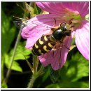 Scaeva selenitica - Fruehe Grossstirnschwebfliege w03.jpg